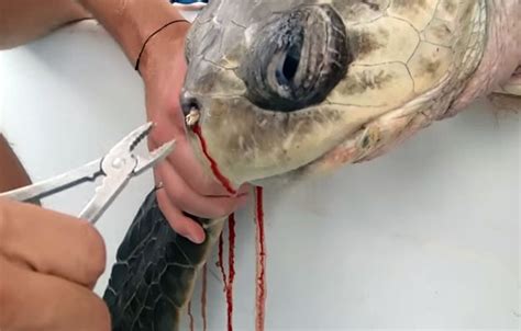 WATCH: OUCH! How on earth did this sea turtle get a plastic straw up ...