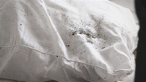 Bed Bug Eggs On Sheets