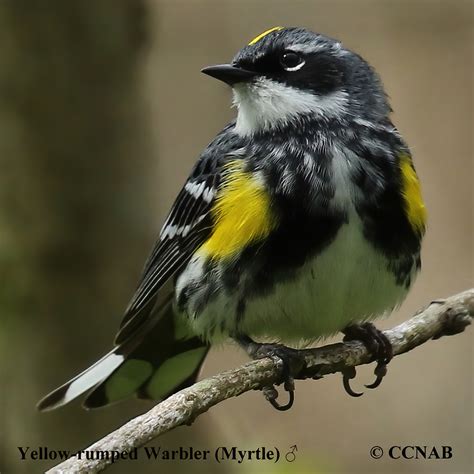 Yellow-rumped Warbler (Myrtle) (Setophaga coronata coronata or hooveri ...