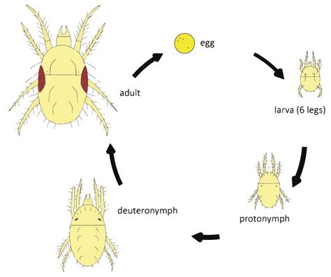 Watch out for grain mites in stored grains and pulses | Kelvin Cave Ltd