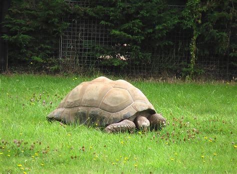 Giant tortoise by lichenmoss on DeviantArt