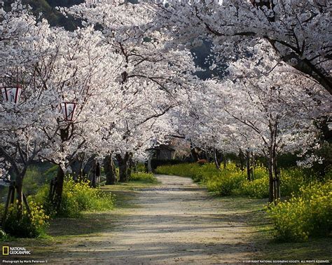 HD wallpaper: iwakuni, japan, cherry blossom, april, spring, nature, path | Wallpaper Flare