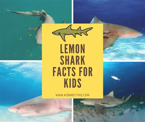 Lemon Shark Facts for Kids - KonnectHQ