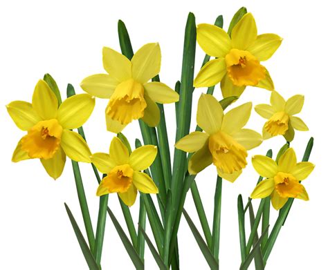 Daffodils Flower Free PNG - PNG Play