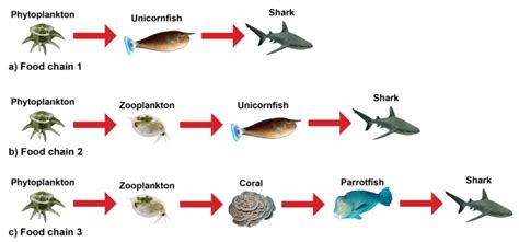 Ocean Ecosystem Food Web Diagram