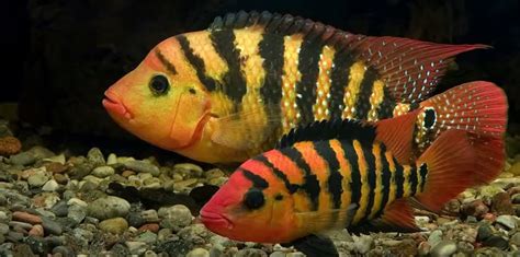 Mayan Cichlid - Aquariuman