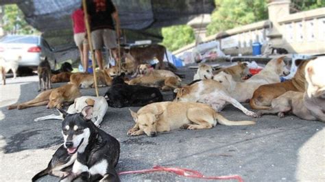 BMA says it's time to sort out Bangkok's soi dogs | Thaiger