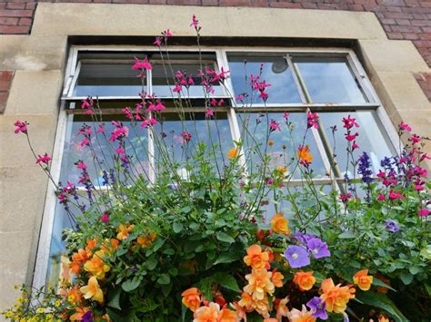 Colourful Flowers in a Window Garden Stock Image - Image of beautiful, background: 242195273