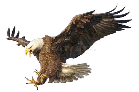 Bald Eagle Attack Vector Illustration. Stock Vector - Illustration of ...