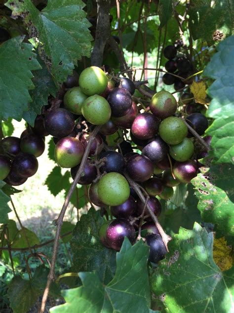 Muscadine Grapes Improve Diabetes Outcomes – Muscadine Power