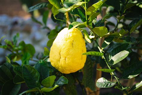 Rediscovering the citron fruit tree – Babylonstoren harvests its first!