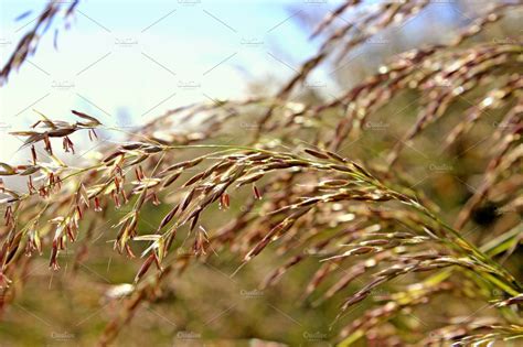 Purple grass seed heads containing grass, grass seed heads, and purple ...