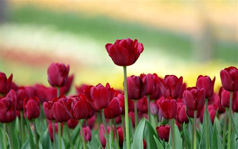 Tulip Wallpapers - Wallpaper Cave