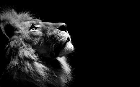 1920x1200 lion macbook wallpapers hd | Black and white lion, Lion ...