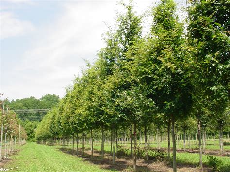 Metrolina Landscape | Catawba Tree Farm