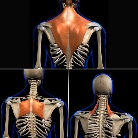 Shoulder Blade Muscle Anatomy