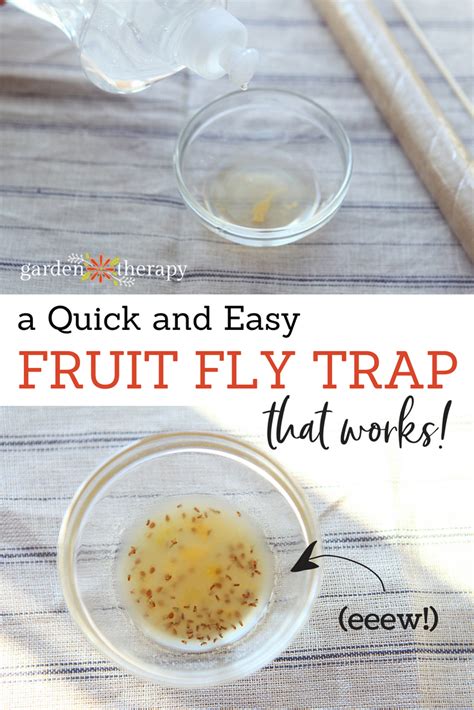 How to Get Rid of Fruit Flies FAST {Easy DIY Fruit Fly Trap}