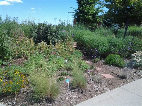 Butterfly Pavilion (Westminster) | Plant Select