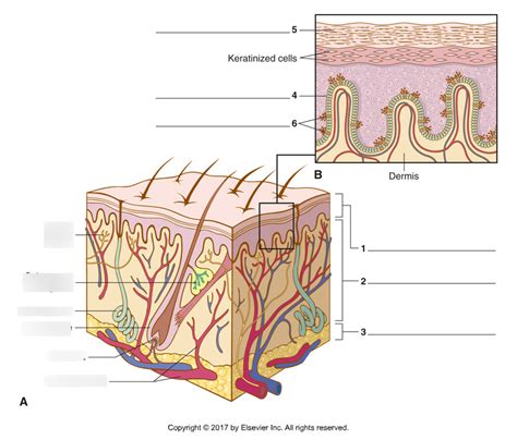 skin labeling Diagram | Quizlet