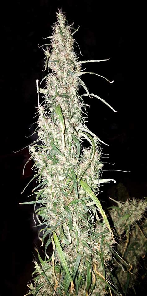 A Guide to Growing Sativa Strains Indoors | Grow Weed Easy