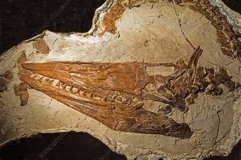 Tylosaurus Nepaeolicus Fossil - Stock Image - C033/5656 - Science Photo Library