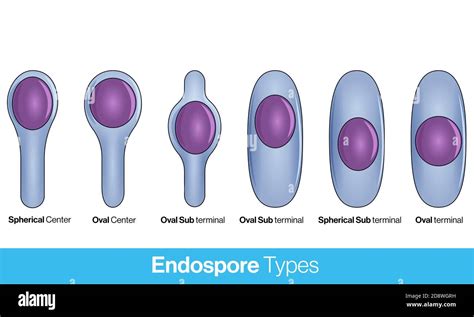 location of bacterial spores. types of endospores. Endospore structure vector illustration Stock ...