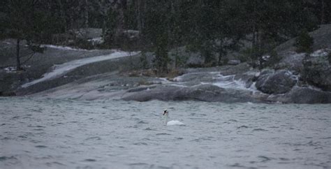 Swan in snow. by expswede on DeviantArt