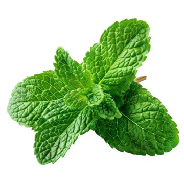 Cooking With Fresh Mint Leaves Recipes And Tips, Mint Leaves, Mint ...