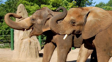 The Louisville Zoo celebrates 50 years - Kentucky Living