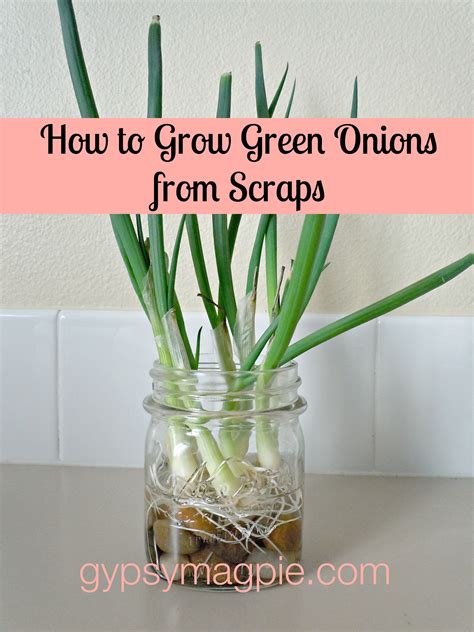 How to Grow Green Onions from Scraps | Gypsy MagpieGypsy Magpie