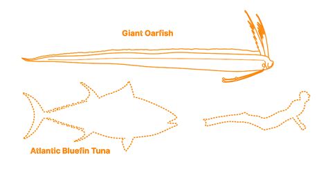 Giant Oarfish (Regalecus glesne) Dimensions & Drawings | Dimensions.com