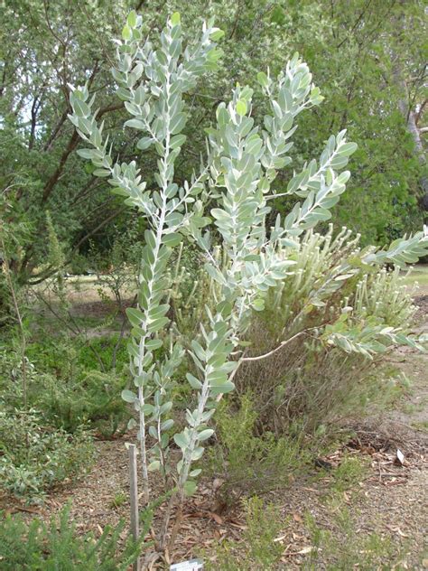 Eucalyptus pleurocarpa in 50mm Forestry Tube – Trigg Plants