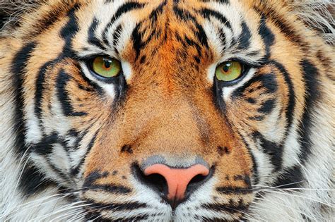 Chinese Animal Symbolism: Tiger Meaning on Whats-Your-Sign