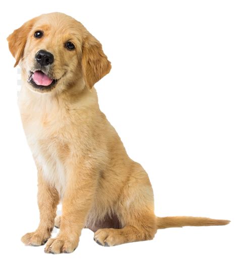 Golden Retriever PNG Transparent Images