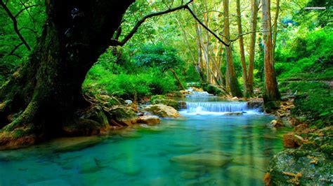 Forest River Wallpapers - Wallpaper Cave