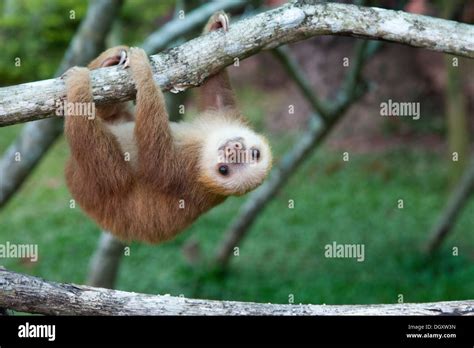 Hoffmann's Two-toed Sloth (Choloepus hoffmanni) orphan at the Sloth Stock Photo: 62056057 - Alamy