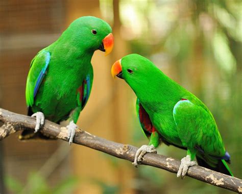 Green Birds Wallpapers - Wallpaper Cave