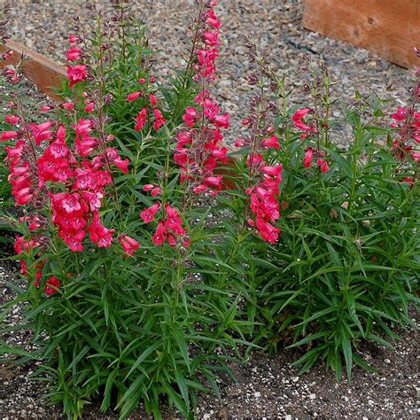 Penstemon HARLEQUIN™ ‘Red’ | TERRA NOVA® Nurseries, Inc.