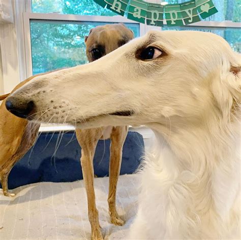 Meet Eris, The Borzoi Sighthound Dog With The World’s Longest Nose