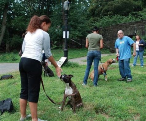 Passion for Pits: Free Pit Bull training!