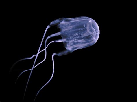 Australian box jellyfish: Antidote for the world’s most venomous ...