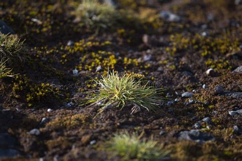 Macrophoto of Deschampsia Antarctica, the Antarctic Hair Grass, One of ...