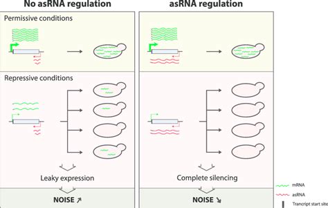 Antisense RNA Regulation Can Reduce Leaky Gene Expression in... | Download Scientific Diagram