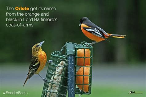 Did you know the Baltimore Oriole got its name from the colors in Lord Baltimore's coat-of-arms ...