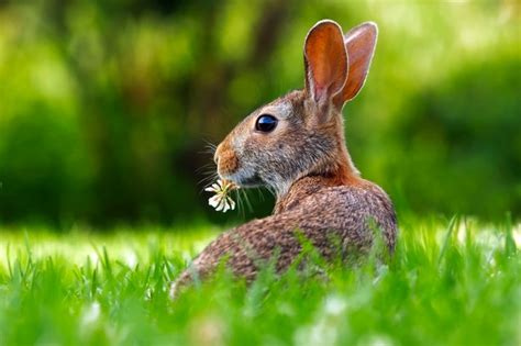 Can Rabbits Eat Flowers - Rabbits Life