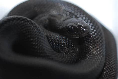 10 Incredible Melanistic (All Black) Animals » TwistedSifter