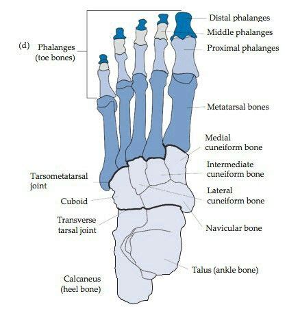 Pin by Reem A Al Attab on feet | Anatomy, Human anatomy, Anatomy and ...