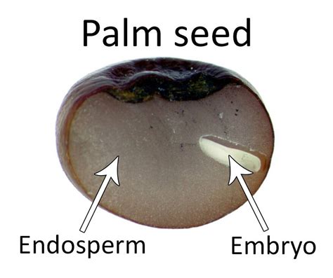 Seeds, Endosperm