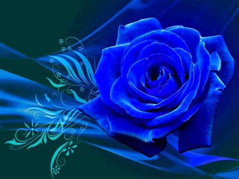 Blue Rose Background Wallpaper - WallpaperSafari