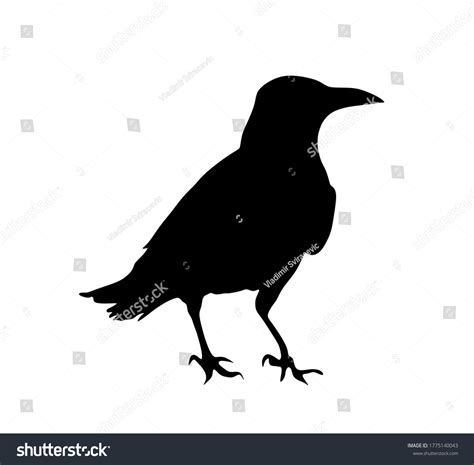 9,804 Rook Bird Images, Stock Photos & Vectors | Shutterstock